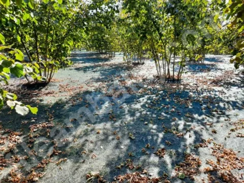 findik-filesi-55lik-yesil-duz-kapak