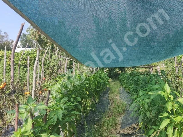 golgelik-file-75lik-yesil-seritli-3