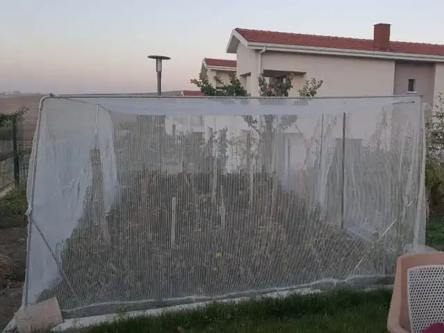 guvercin-agi-misina-seffaf-seritli-4