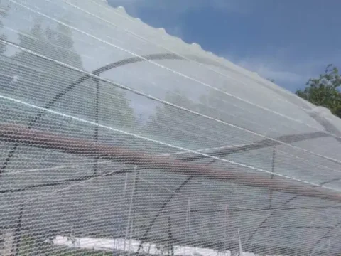 guvercin-agi-misina-seffaf-seritli-kapak