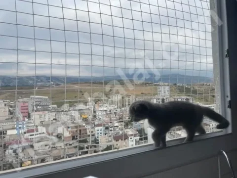 kedi-filesi-4cm-gozenek-2,5mm-ip-kare-kapak