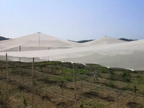 kus-filesi-misina-seffaf-duz-5