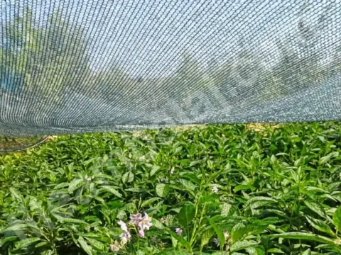 sera-tulu-55lik-yesil-duz-kapak