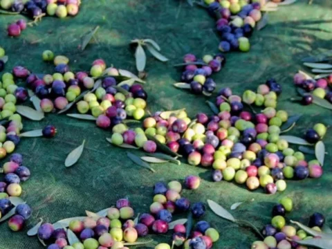 zeytin-filesi-ebatli-75lik-yesil-kapak