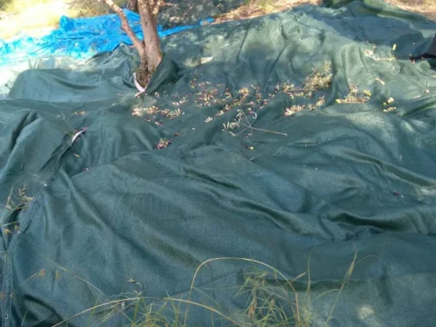 zeytin-filesi-ebatli-95lik-120gr-yesil-kapak