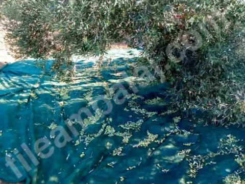 zeytin-toplama-filesi-sergenlik-75lik-yesil-kapak