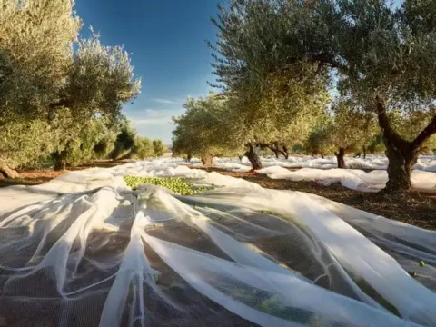 zeytin-toplama-ortusu-misina-seffaf-kapak
